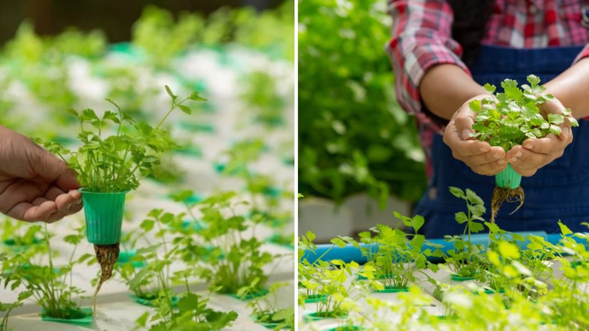 Aquaponics Explained: How to Grow Vegetables Efficiently and Sustainably