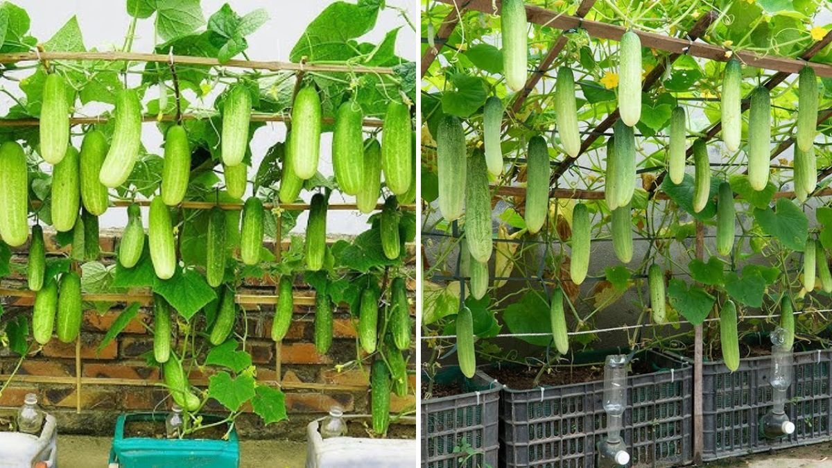 How I Grew a Garden of Super-Fruitful Cucumbers