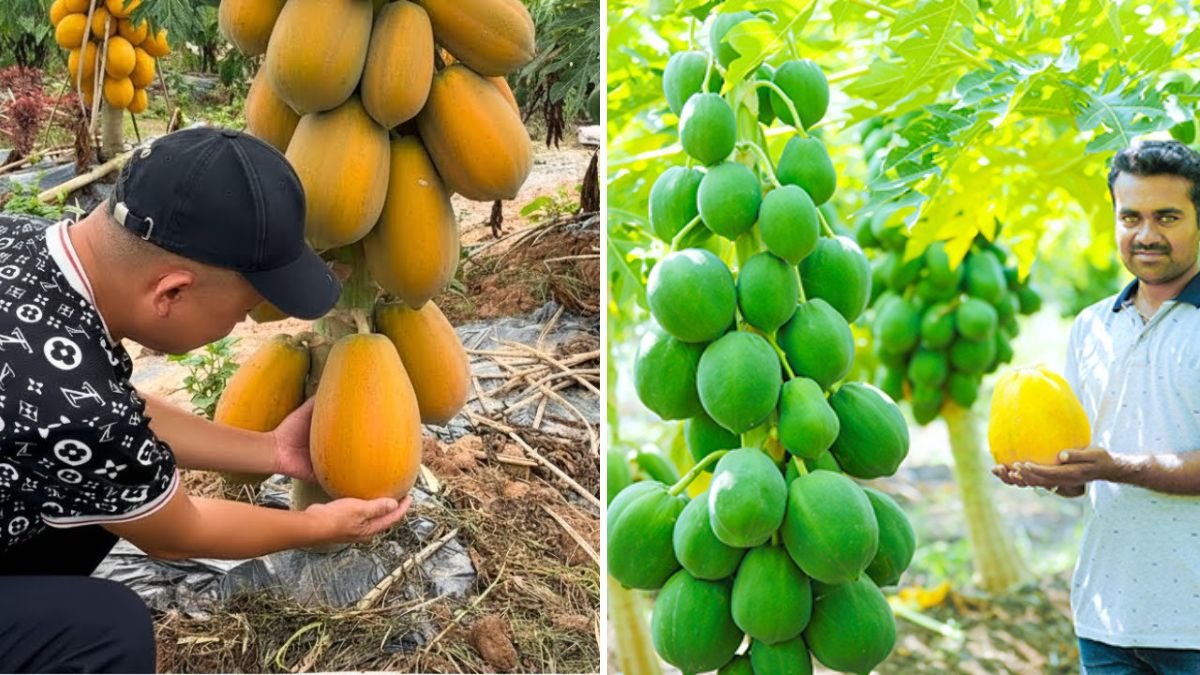 Papaya Farming Step by Step: From Seeds to a Heavy Harvest
