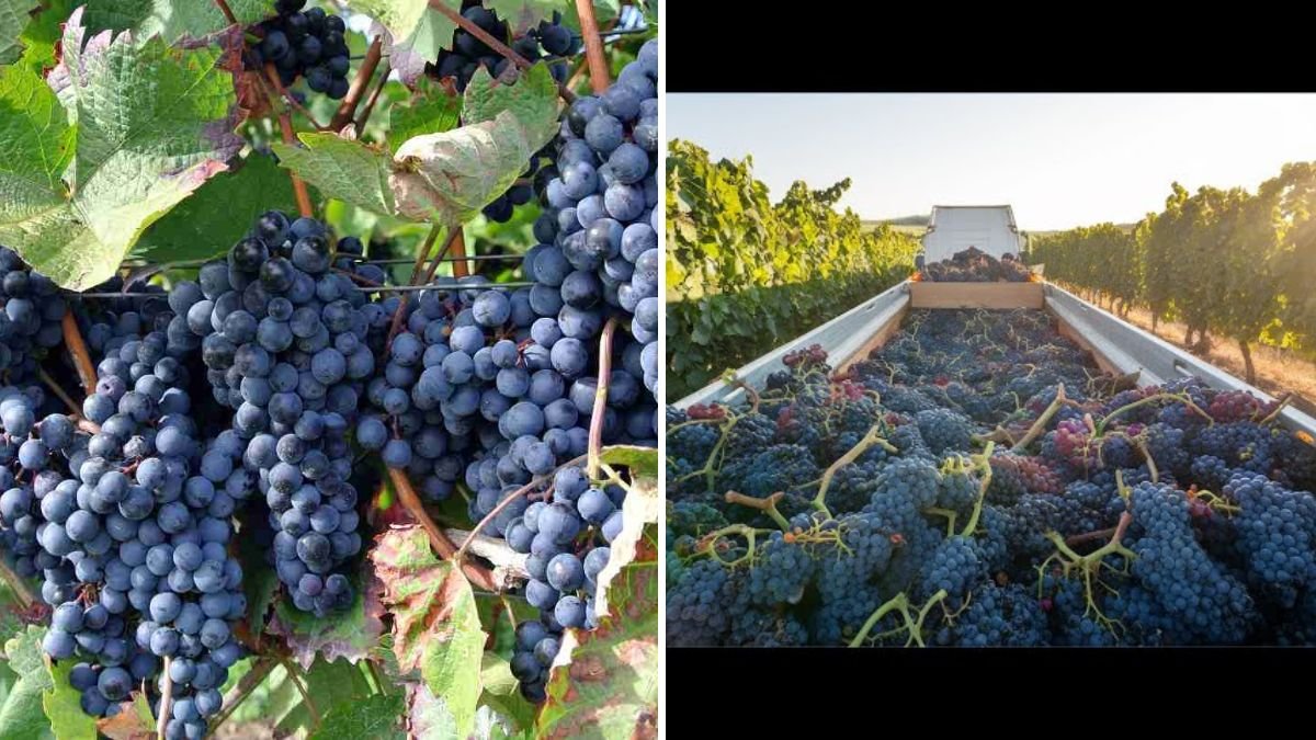 How US Farmers Harvested 5.9 Million Tons of Grapes