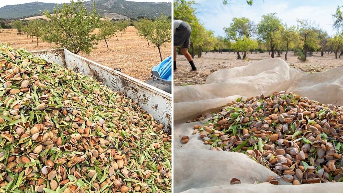 2.8 Billion Pounds of Almonds Harvested in California: Inside the Almond Processing Factory