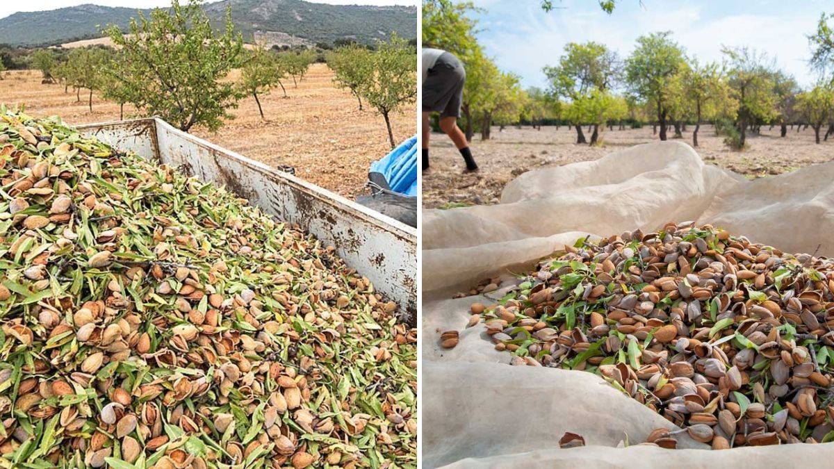 2.8 Billion Pounds of Almonds Harvested in California: Inside the Almond Processing Factory