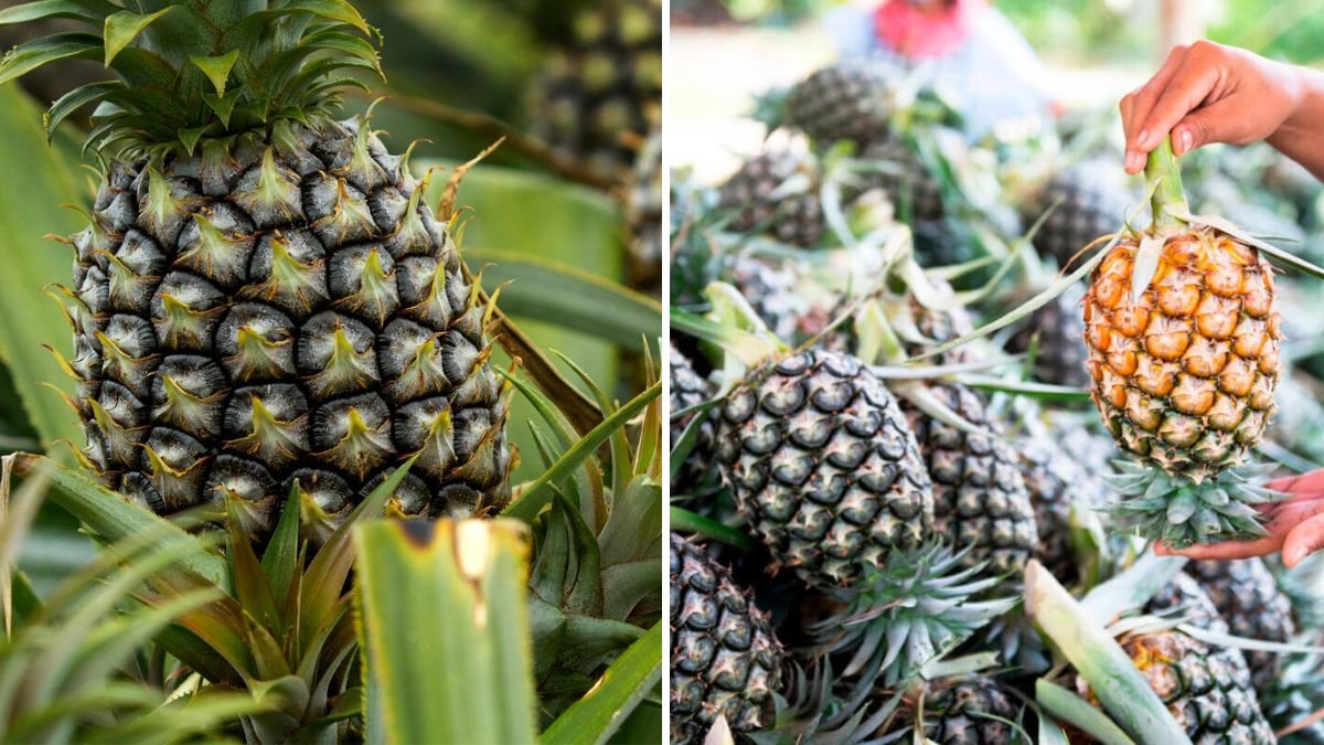 Como se Producen las Pinas Mas Deliciosas del Mundo: Procesamiento de 140,000 Toneladas de Pinas