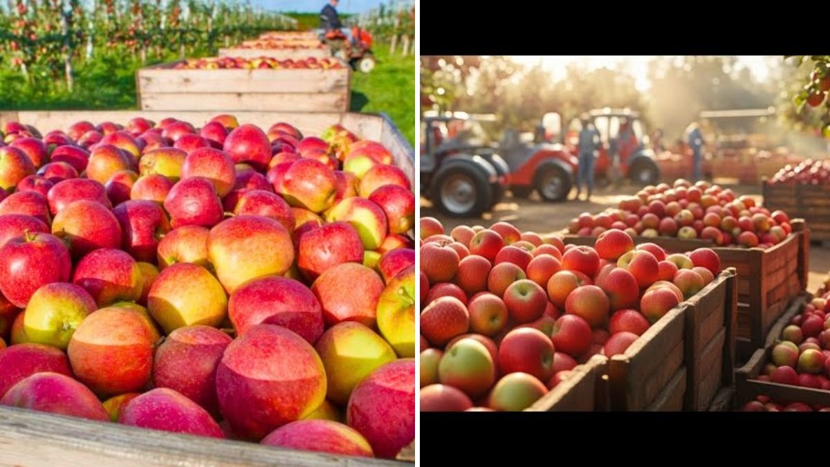 From Orchard to Market: How Farmers Harvest Millions of Tons of Specialty Fruits