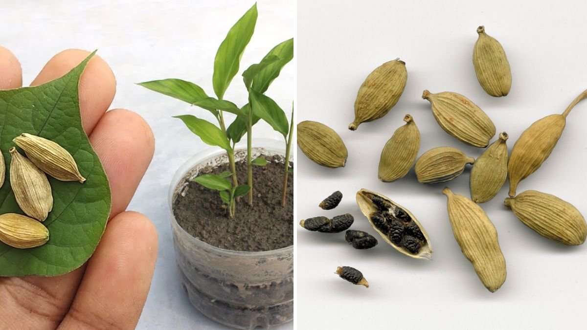 How to Grow Cardamom from Seeds: A Complete Guide to Growing Healthy Plants at Home