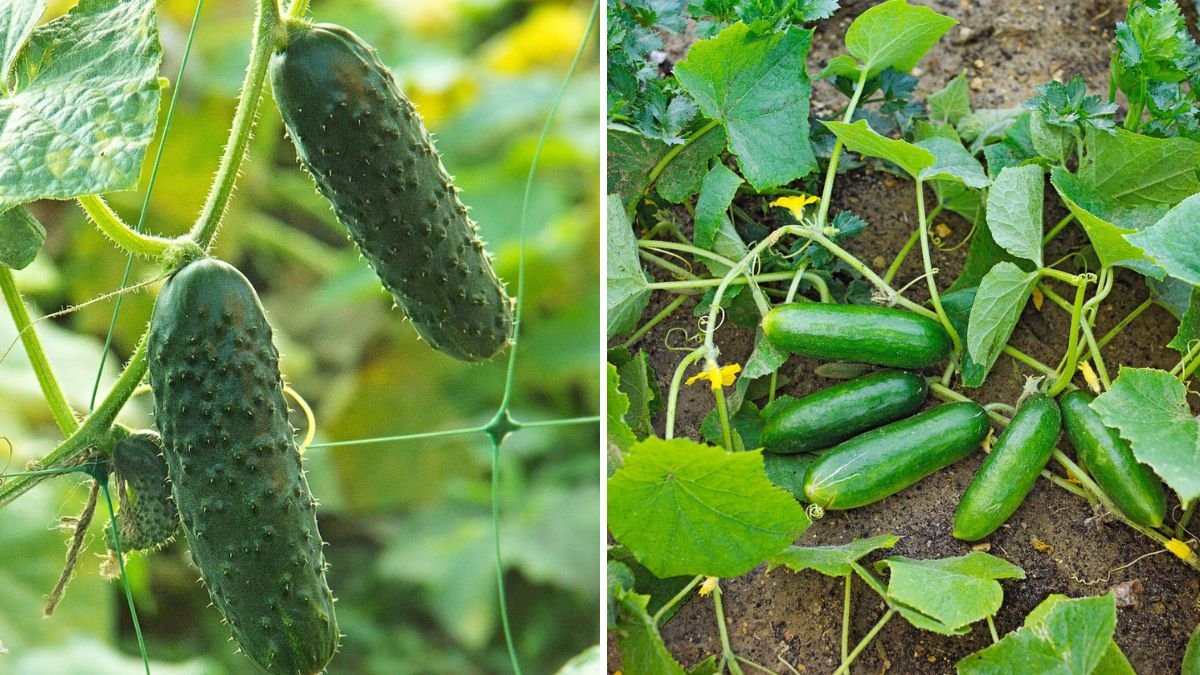 6 Easy Steps to Grow Cucumbers Vertically