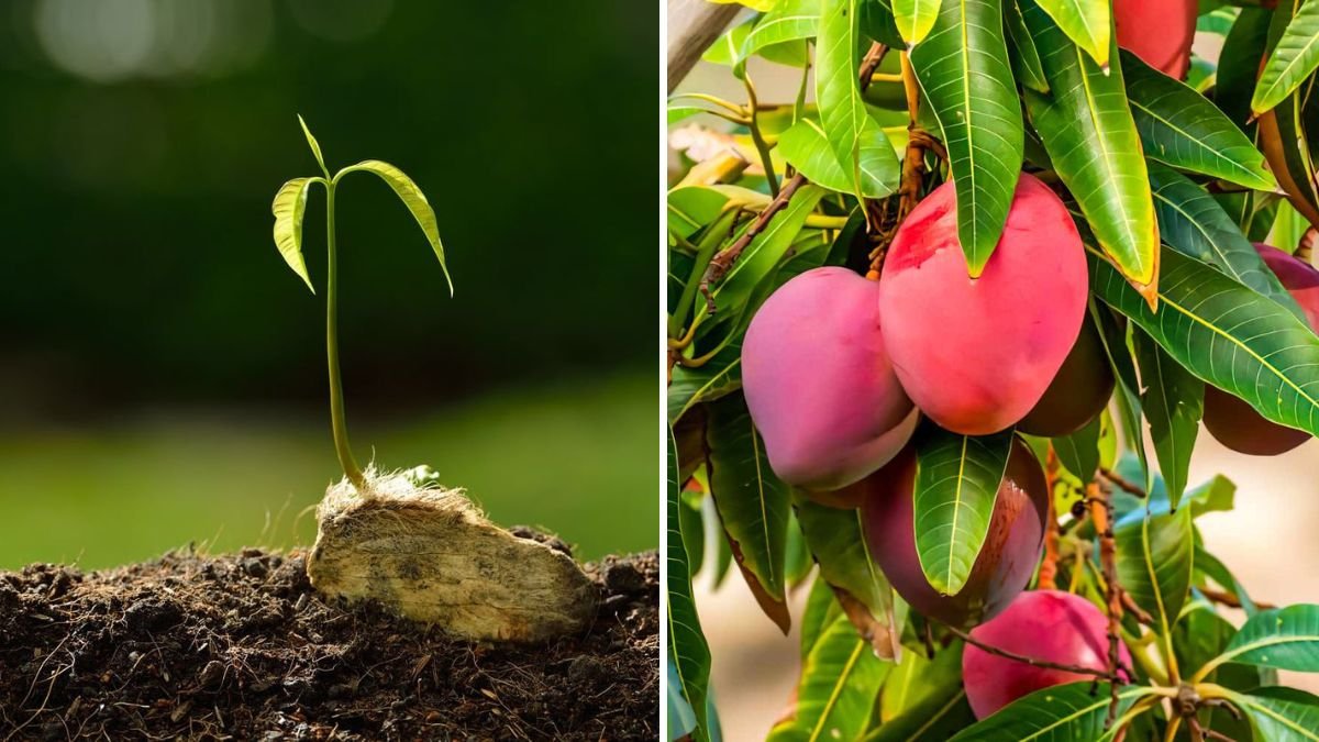 7 Easy Steps to Plant Mango Trees from Seeds