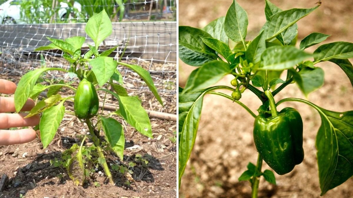 6-Step Guide to Growing Bell Peppers Organically
