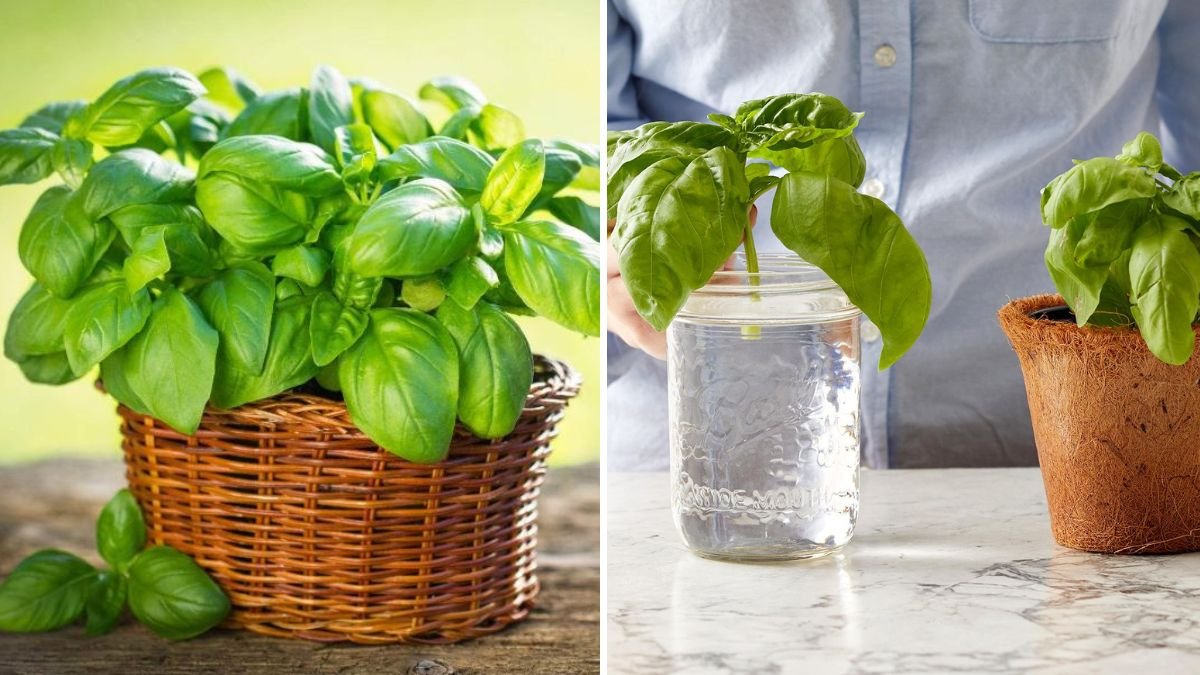 5 Easy Steps to Grow Basil Indoors