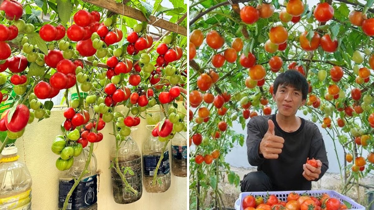 इस आसान तरीके से उगाएं टमाटर — एक बार शुरू करें, फिर कभी बाजार से टमाटर खरीदने की ज़रूरत नहीं पड़ेगी!