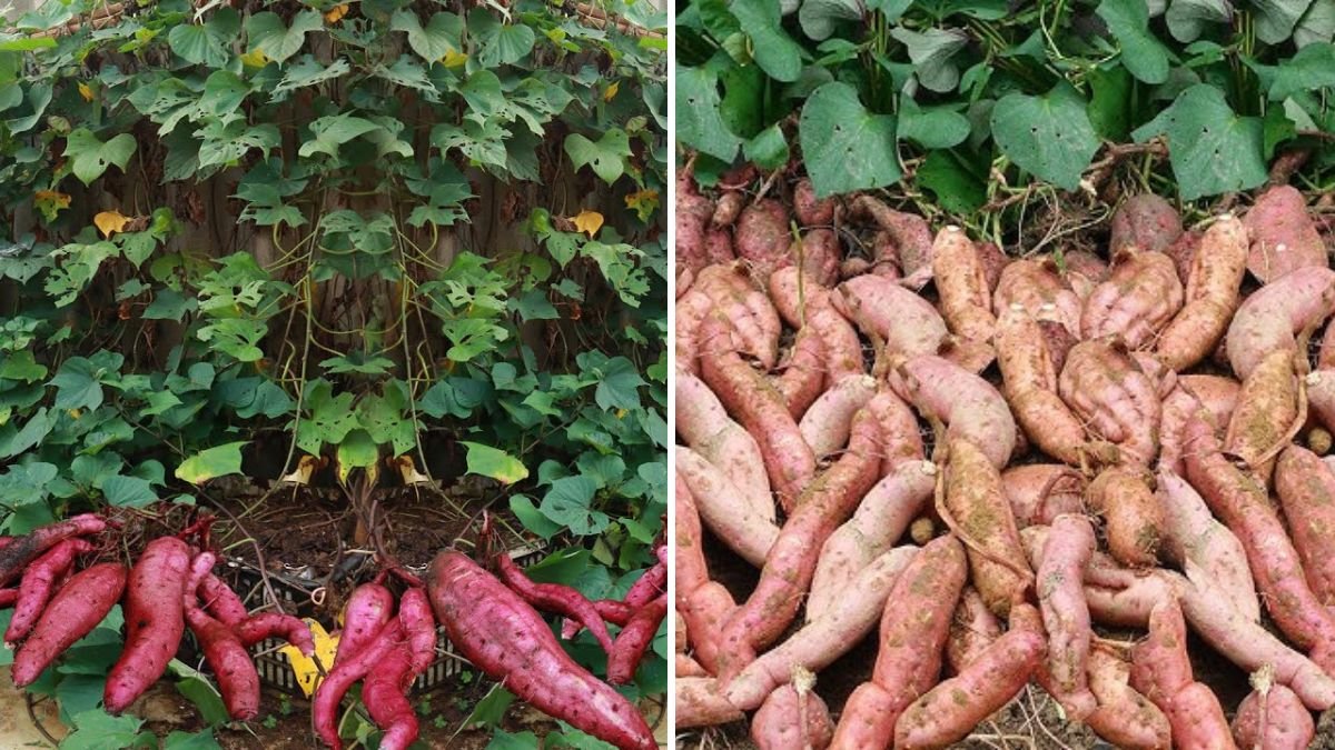 प्लास्टिक की टोकरी में इस विधि से उगाएँ शकरकंद — हर बार पाएं बड़े और भरपूर कंद!