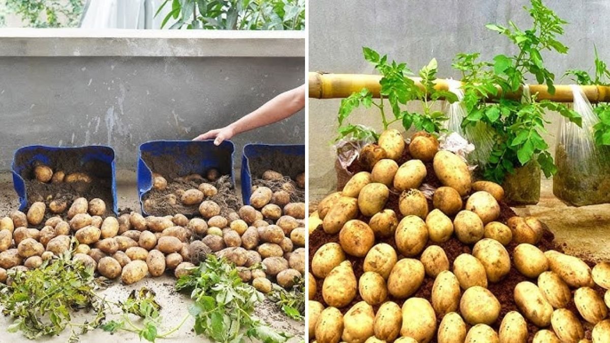 How to Grow GIANT Potatoes in a Plastic Tub Using Free Fertilizer for a Massive Harvest