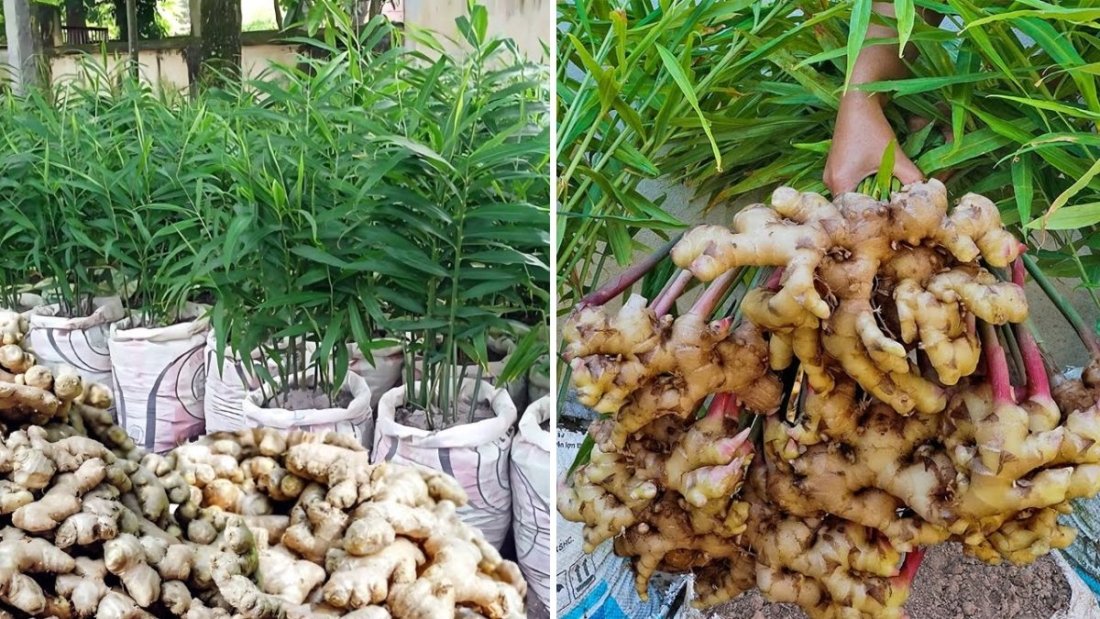 Beginner’s Guide to Growing Ginger at Home: Simple, Impressive, and Rewarding!