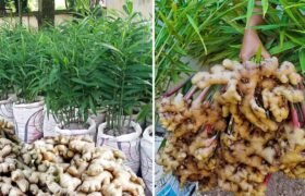 Beginner’s Guide to Growing Ginger at Home: Simple, Impressive, and Rewarding!