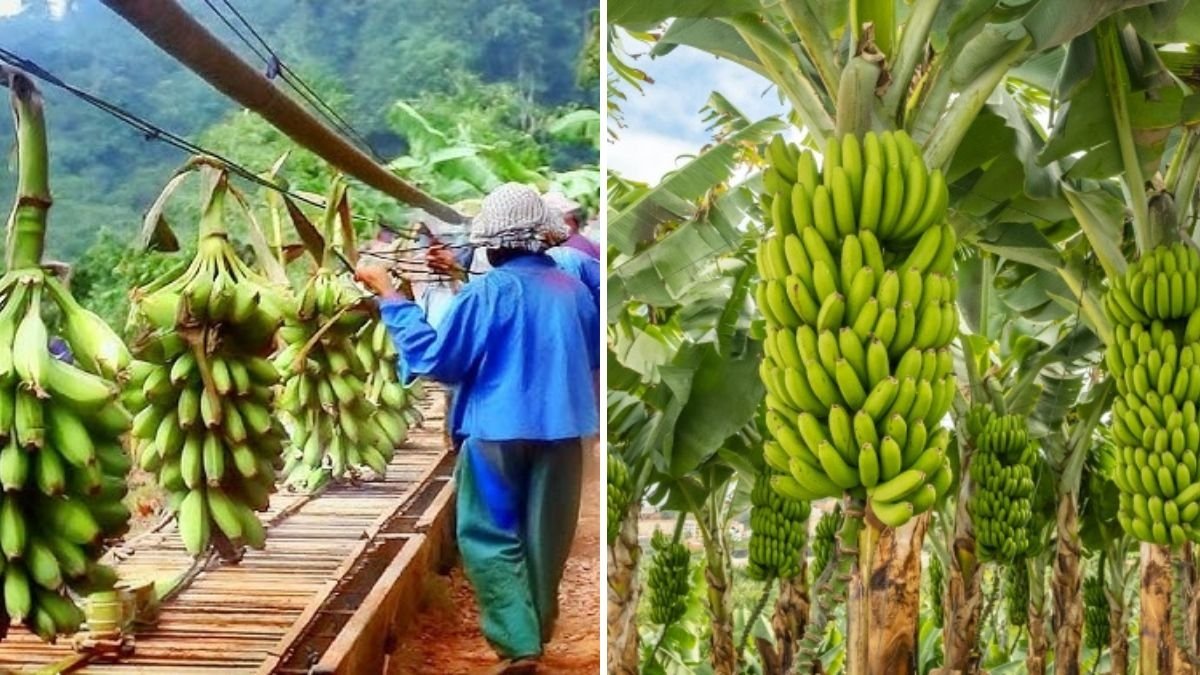 Innovative Ways to Transport Bananas Efficiently: Modern Agricultural Technology for Higher Yields