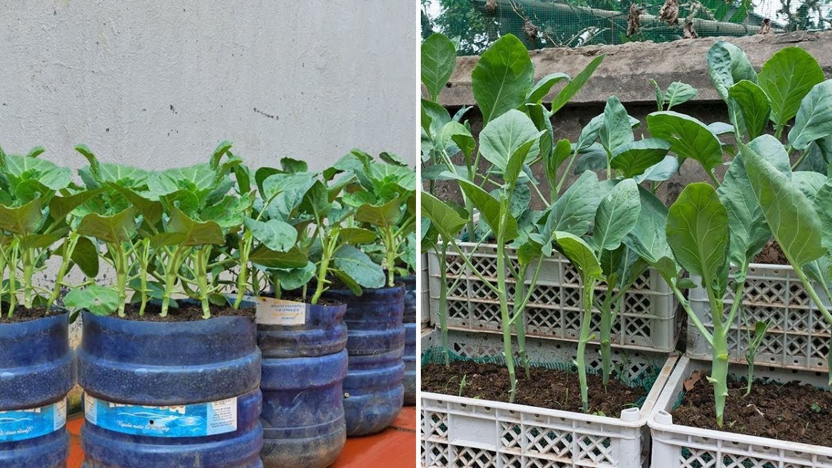 Why Growing Collard Greens in Plastic Containers Is So Productive: No-Water Method Explained