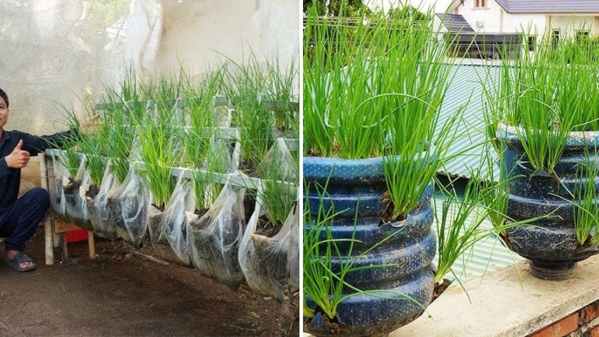 Home Gardening: How to Grow Onions in Plastic Bags and Enjoy Fresh Onions All Year Round