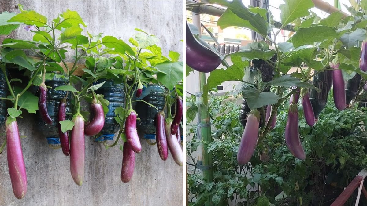 Unlock Maximum Eggplant Yield: Proven Techniques to Produce More Fruits Than You Can Imagine