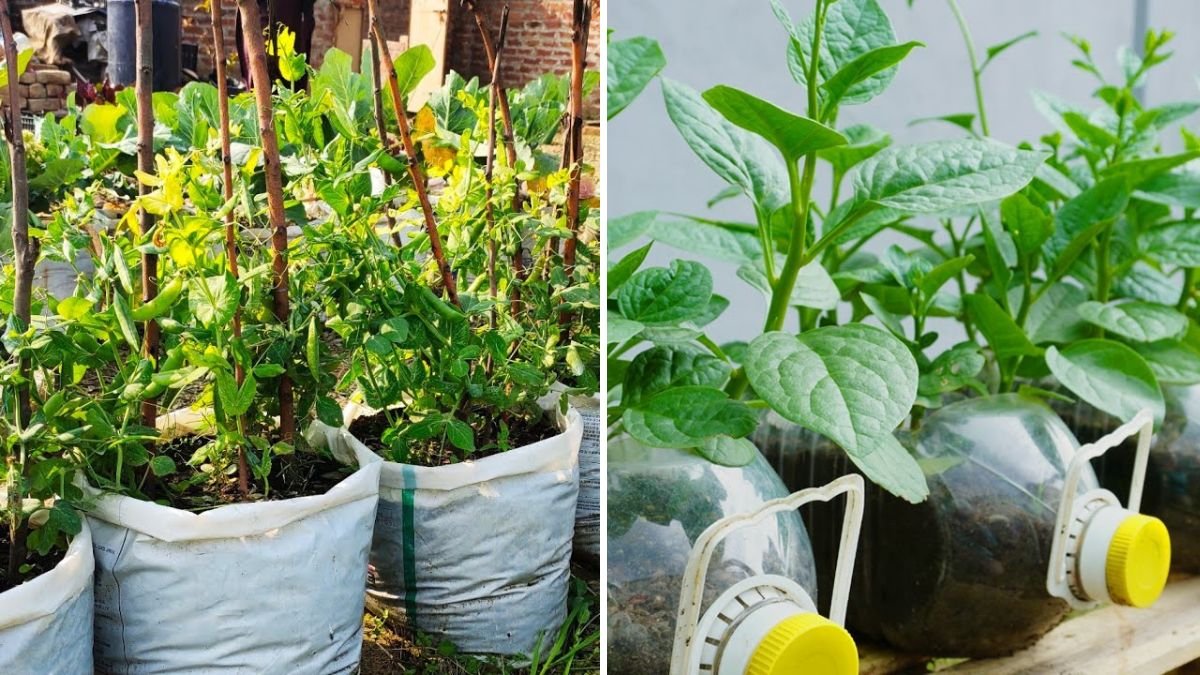 Eco-Friendly Gardening: How to Grow Peas in Waste Plastic Bottles at Home