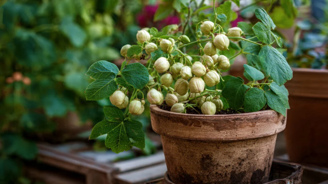 successfully_growing_chickpeas_in_a_simple_garden-1024x576